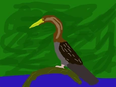 Female Devonshire Anhinga