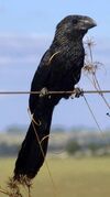 Smooth-billed Ani