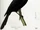 Kosrae Starling