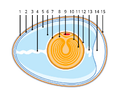 Anatomy of an amiotic egg.svg