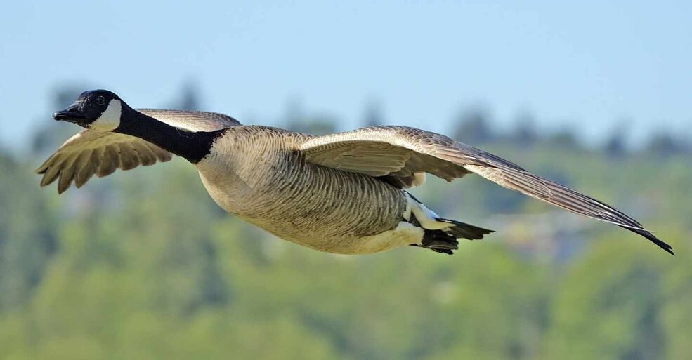 Canada goose azul wikipedia hot sale