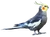 Cockatiel
