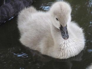 Black swan young 9