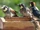 Acorn Woodpecker
