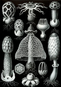Haeckel Basimycetes