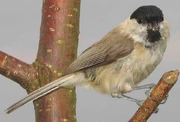 Marsh Tit