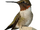 Ruby-throated Hummingbird