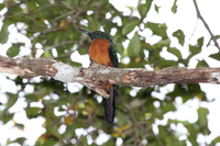 Great Jacamar