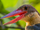 Stork-billed Kingfisher