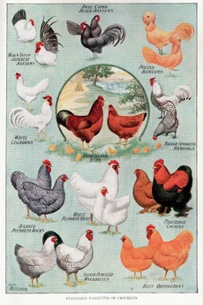 Chicken | All Birds Wiki | Fandom