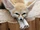 Fennec Fox