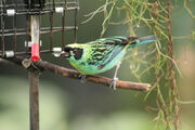 Green-and-Gold Tanager