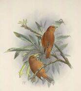 Loxops coccineus