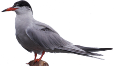 Common Tern