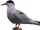 Common Tern.png