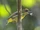 Yellow-breasted Flowerpecker