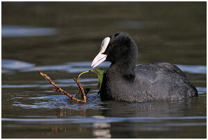 Eurasian Coot2