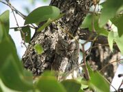 African Scops owl