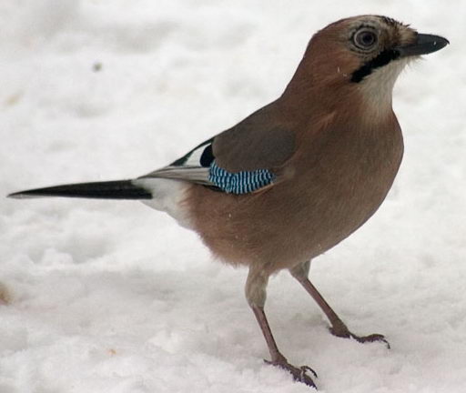 Eurasian jay - Wikipedia