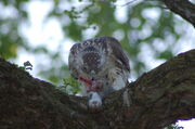 Red-tail having dinner