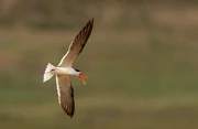 Indian Skimmer