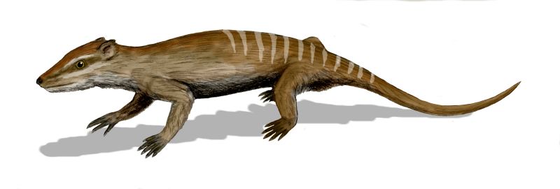 Eutriconodonta - Wikipedia