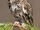 Eastern Screech-Owl