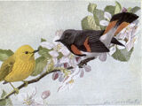 Blackbird and warbler group