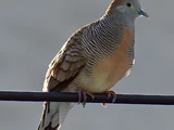 Zebra Dove