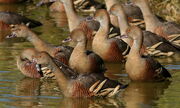 Plumed Whistling-Ducks