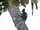 Guayaquil Woodpecker