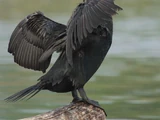 Seabird
