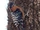 Rufous-bellied Woodpecker