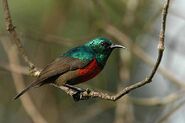 Nordoublecllaredsunbird