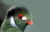 Turaco