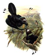 Parotia sefilata by Bowdler Sharpe