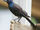 Grackle