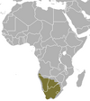 Cape fox range