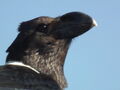 White-necked Raven Corvus albicollis Tanzania 3913 cropped Nevit