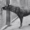 Thylacine