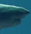 Megalodon