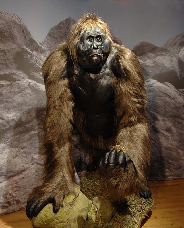 Did Bigfoot Really Exist? How Gigantopithecus Became Extinct