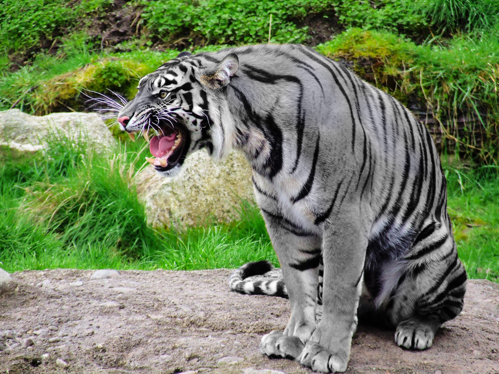 why are maltese tigers blue?