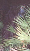 Skunk Ape