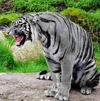 Maltese Tiger