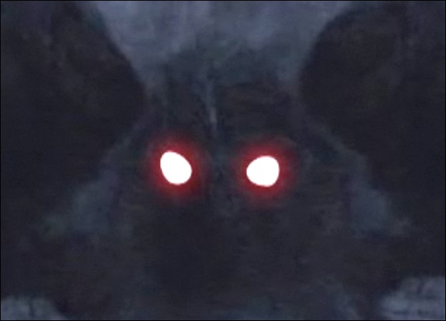 The Mothman is the subject of the Blitzkid song "Genus Unknown&...
