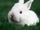 Cyclic Bunny