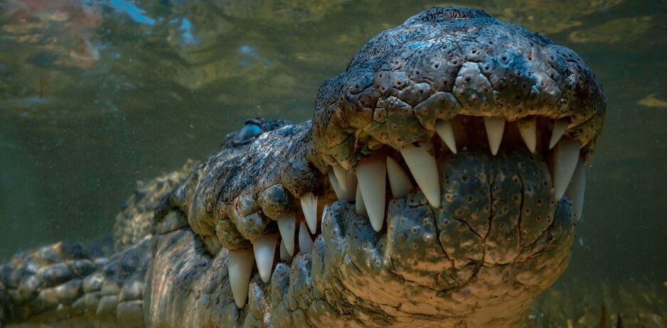 Crocoverse.png.jpg