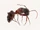 The Ants