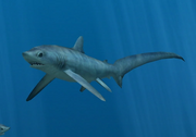 Pelagic Thresher Shark